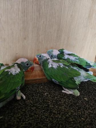 Image 1 of baby alexandrine parrots for sale