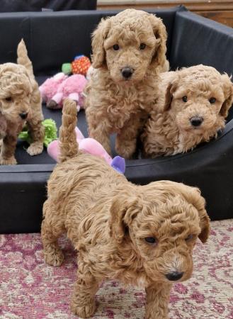 Image 4 of Beautiful Red Poodle Puppies READY THIS WEEKEND.