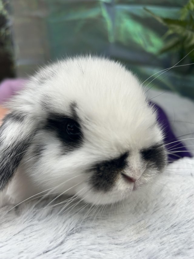 Preview of the first image of Beautiful mini lop rabbits.