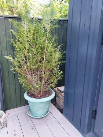Image 1 of Plant evergreen and green pot