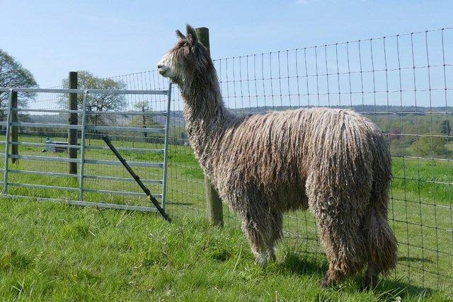Image 4 of SOLD Alpaca - a stunning, rare rose grey breeding male SOLD