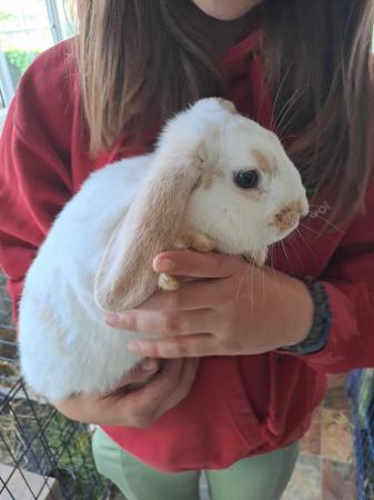 Image 5 of Beautiful, Well handled, Baby Mini Lop Rabbit
