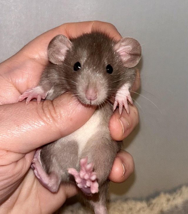 Preview of the first image of Baby Dumbo Rats both genders available.