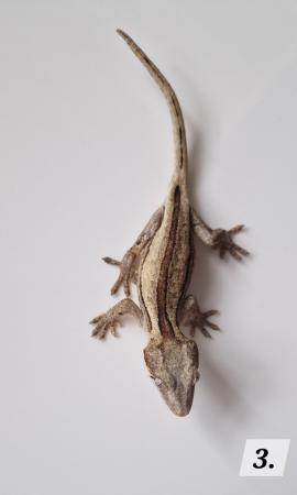 Image 11 of Cb23 gargoyle geckos for sale unsexed