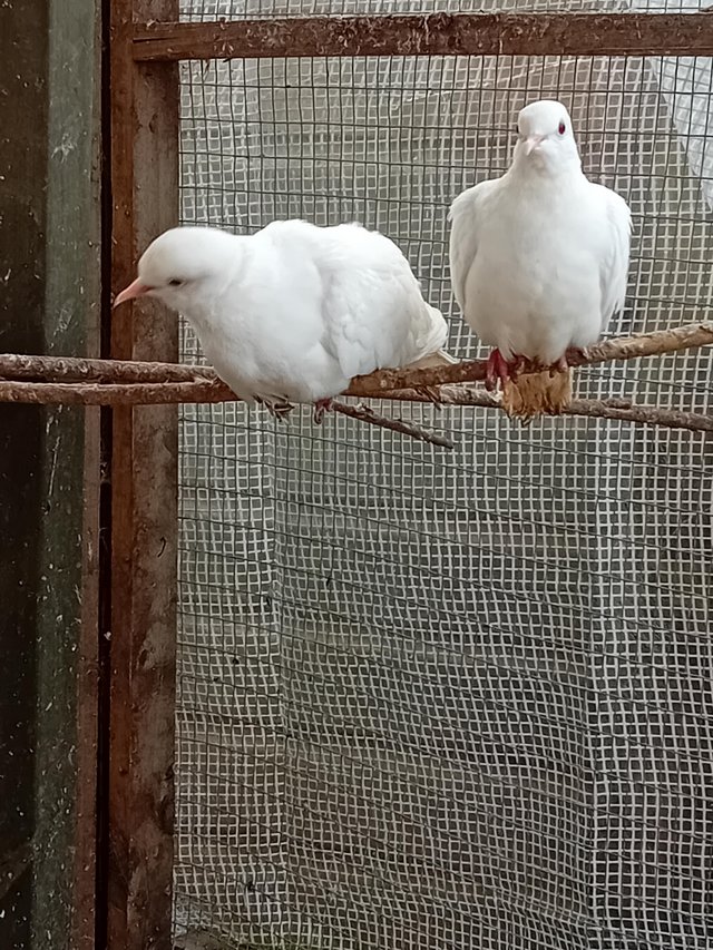 Preview of the first image of Breeding pairs of jarva doves.