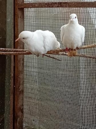Image 1 of Breeding pairs of jarva doves