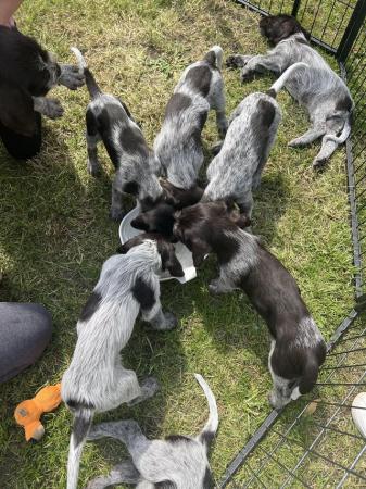 Image 7 of Beautiful German Wire Haired pointer puppies