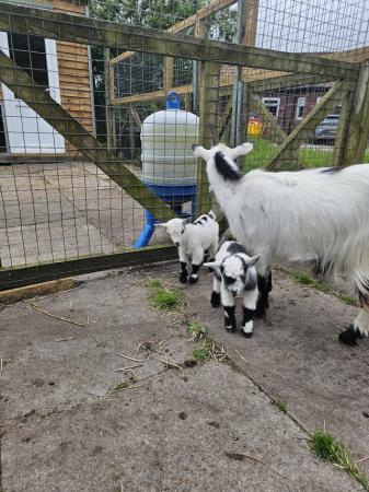 Image 1 of Pygmy goat babies 1 boy 1 girl not ready to leave for 4 week