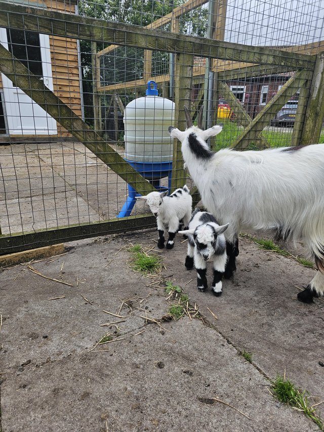 Preview of the first image of Pygmy goat babies 1 boy 1 girl not ready to leave for 4 week.
