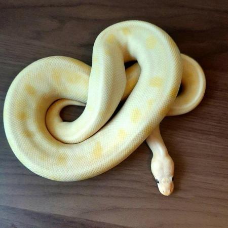 Image 19 of Ball pythons available for sale..