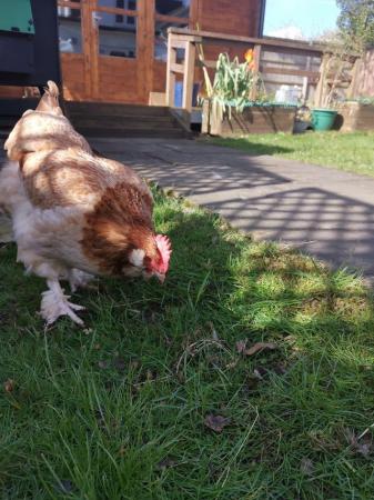 Image 3 of 8 months old faverolle hen for sale