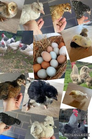 Image 7 of Chicks, Chickens and hatching Eggs for sale