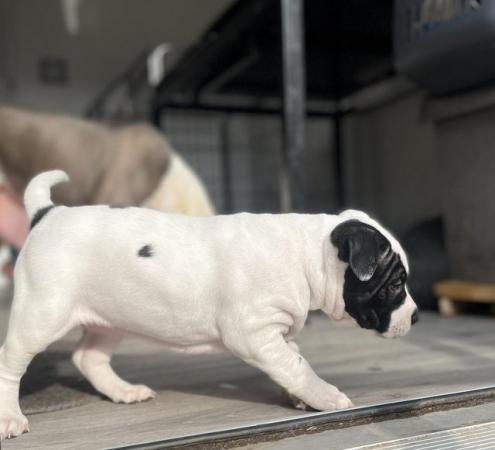 Image 4 of 2 girls ready to leave asap american bulldog