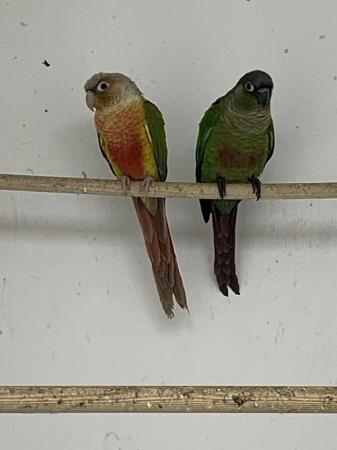 Image 3 of 2 Baby conures for sale stunning birds
