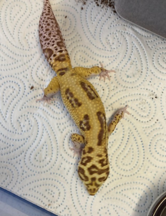 Preview of the first image of Easy to handle adult male leopard gecko bold bell albino.