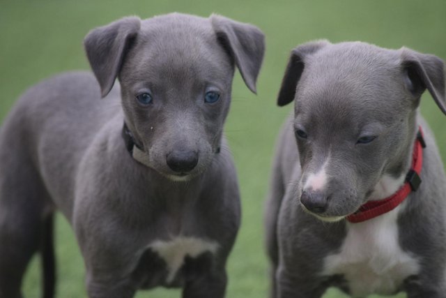 Image 12 of Stunning KC Whippet Pups For Sale