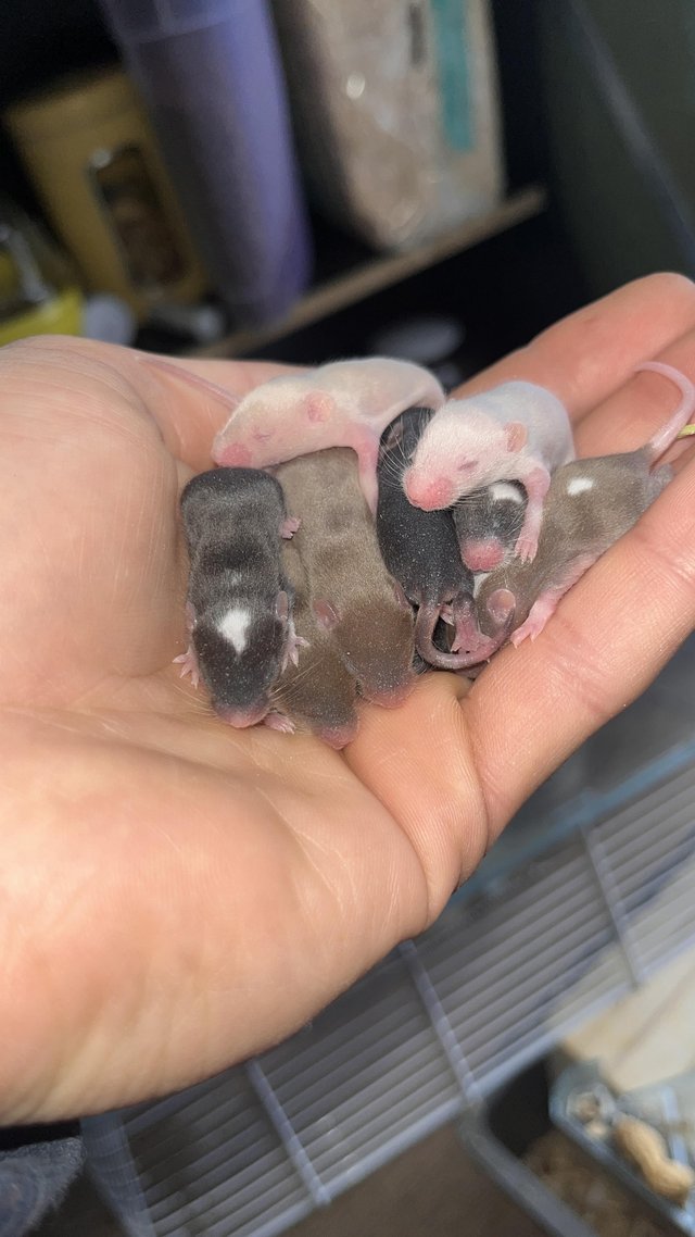 Preview of the first image of Baby Fancy mice for Sale London.