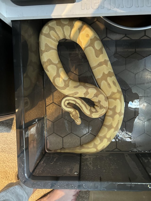 Preview of the first image of Herp exoit 33l rack plus 6 royal pythons.