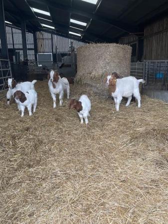 Image 7 of Pure Boer Goats for sale