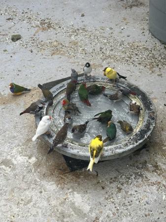 Image 6 of Birds Hecks finches Canary’s budgies Hecks waxbills
