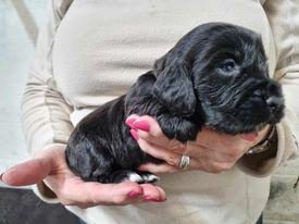 Image 13 of KC registered Cocker Spaniel puppies for sale