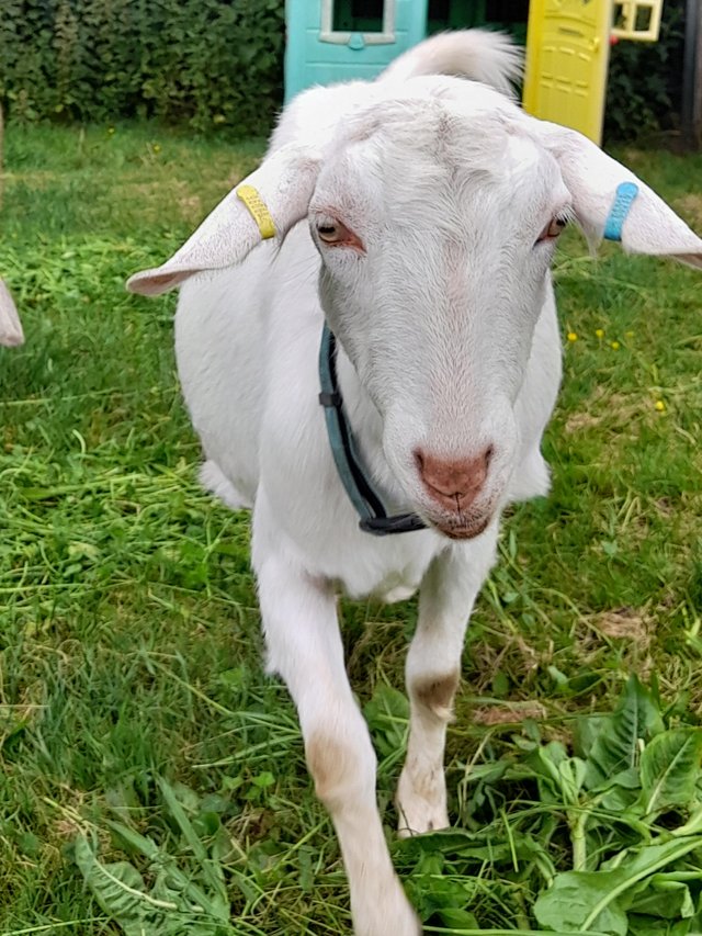 Preview of the first image of 2yr old de-horned Saanen X nanny goat.