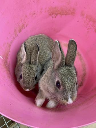 Image 4 of Netherland Dwarf x Dutch rabbits