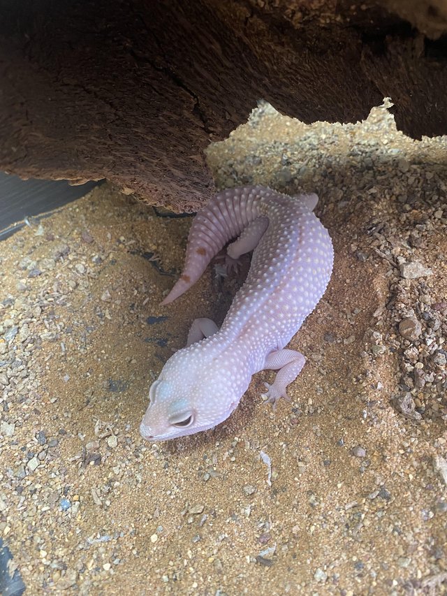 Preview of the first image of Leopard gecko for sale and vivarium.