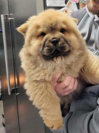 Image 6 of Ready now Kc Chowchow Puppies