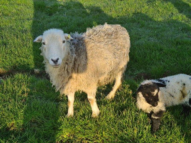 Preview of the first image of Older herdwick ewe with Valais Black Nose Ewe lambs.