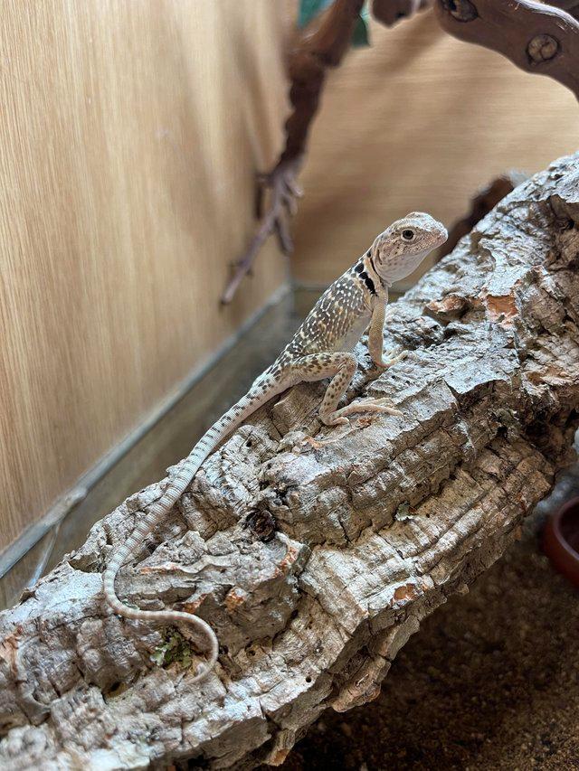 Preview of the first image of Collared Lizard At Urban Exotics.