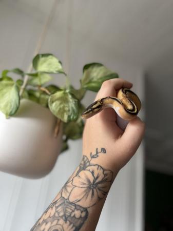 Image 4 of Young Female pied ball python