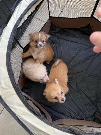 Image 6 of 3x Male Pomchi Puppies for Sale!