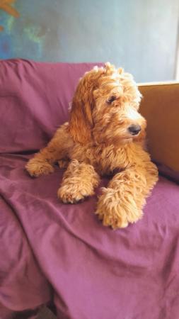 Image 23 of SOLD OUT quality red girls goldendoodle x irishdoodle
