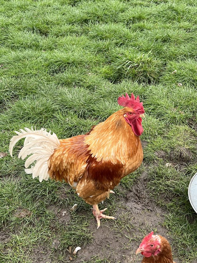 Preview of the first image of Cockerel Beautiful Large Breed.