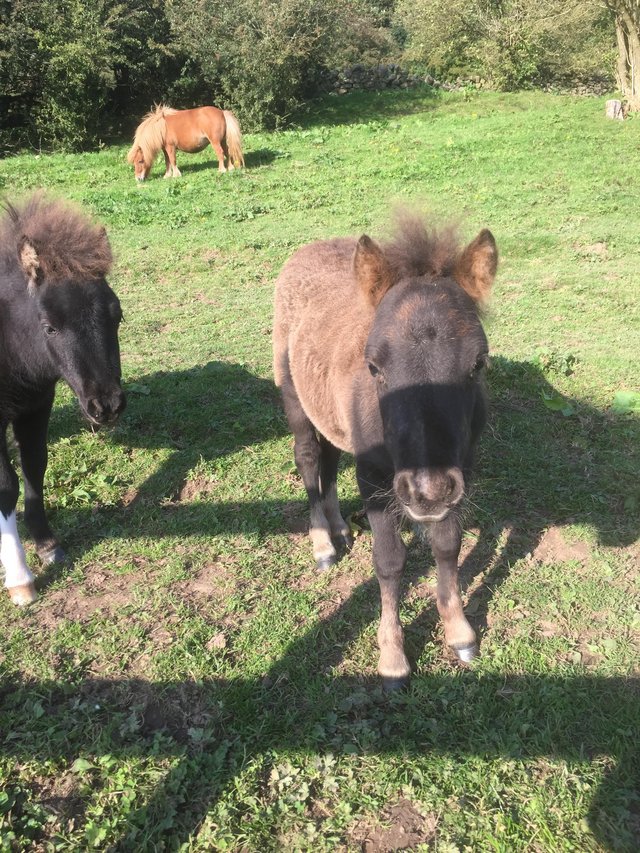 Preview of the first image of Very tiny miniature horse.