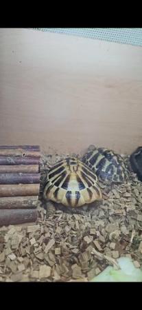 Image 4 of Breeding pair of hermans tortoises with 4ft Viv setup