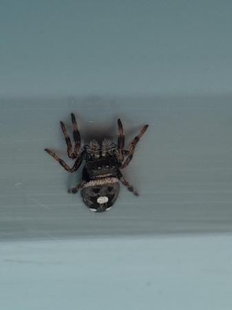 Image 4 of Baby jumping spider - phiddipus regius