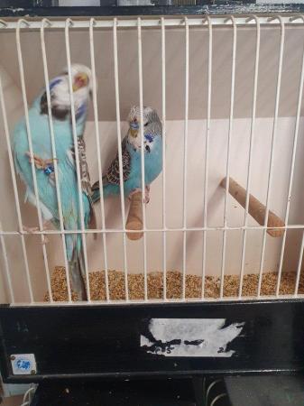 Image 6 of Male Budgies available for pet