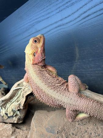 Image 5 of High red bearded dragon