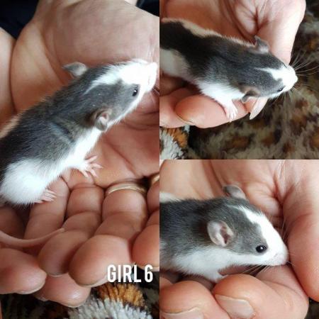 Image 9 of Rats babies!!!!!!!!!!!!!!!!!!!!!