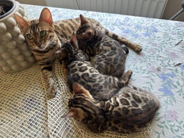 Image 25 of TICA registered bengal kittens for sale!??