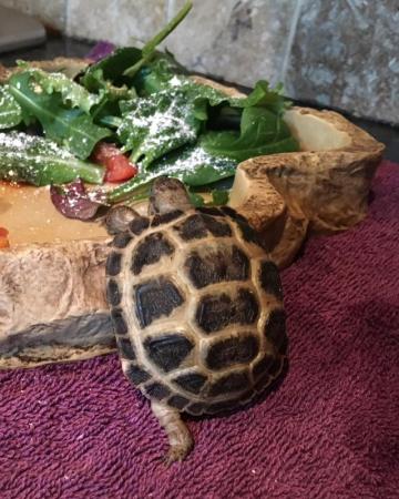 Image 1 of Baby tortoise with fully set up home and accessories