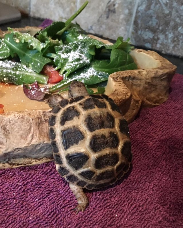 Preview of the first image of Baby tortoise with fully set up home and accessories.