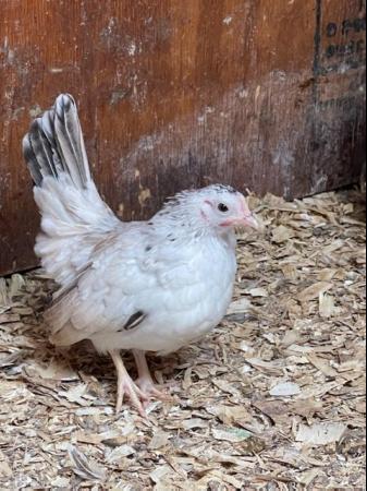 Image 19 of Serama chicks, lots of colours, various ages/prices