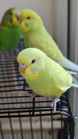 Image 16 of Young and healthy budgies!