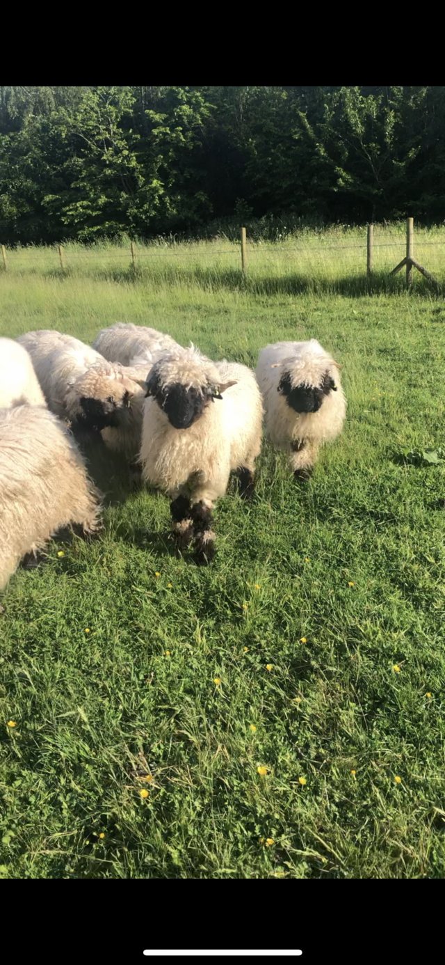 Preview of the first image of Valais blacknose ram pedigree registered.