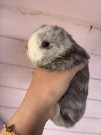 Image 6 of READY NOW Pure Mini Lop Babies,