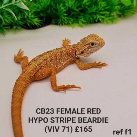 Image 4 of Lots of bearded dragon morphs available