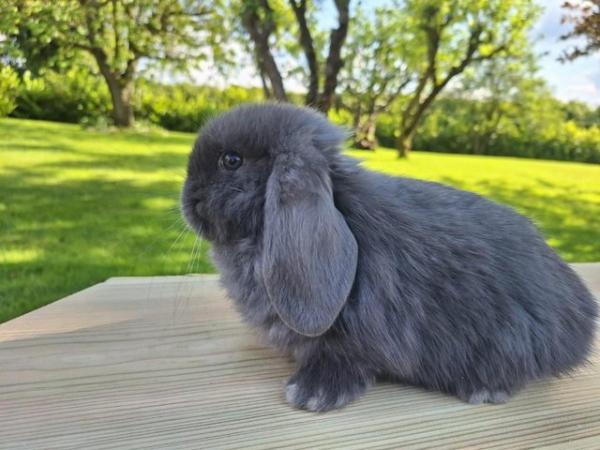 Image 6 of Mini Lop Pure Breed Baby Rabbits For Sale
